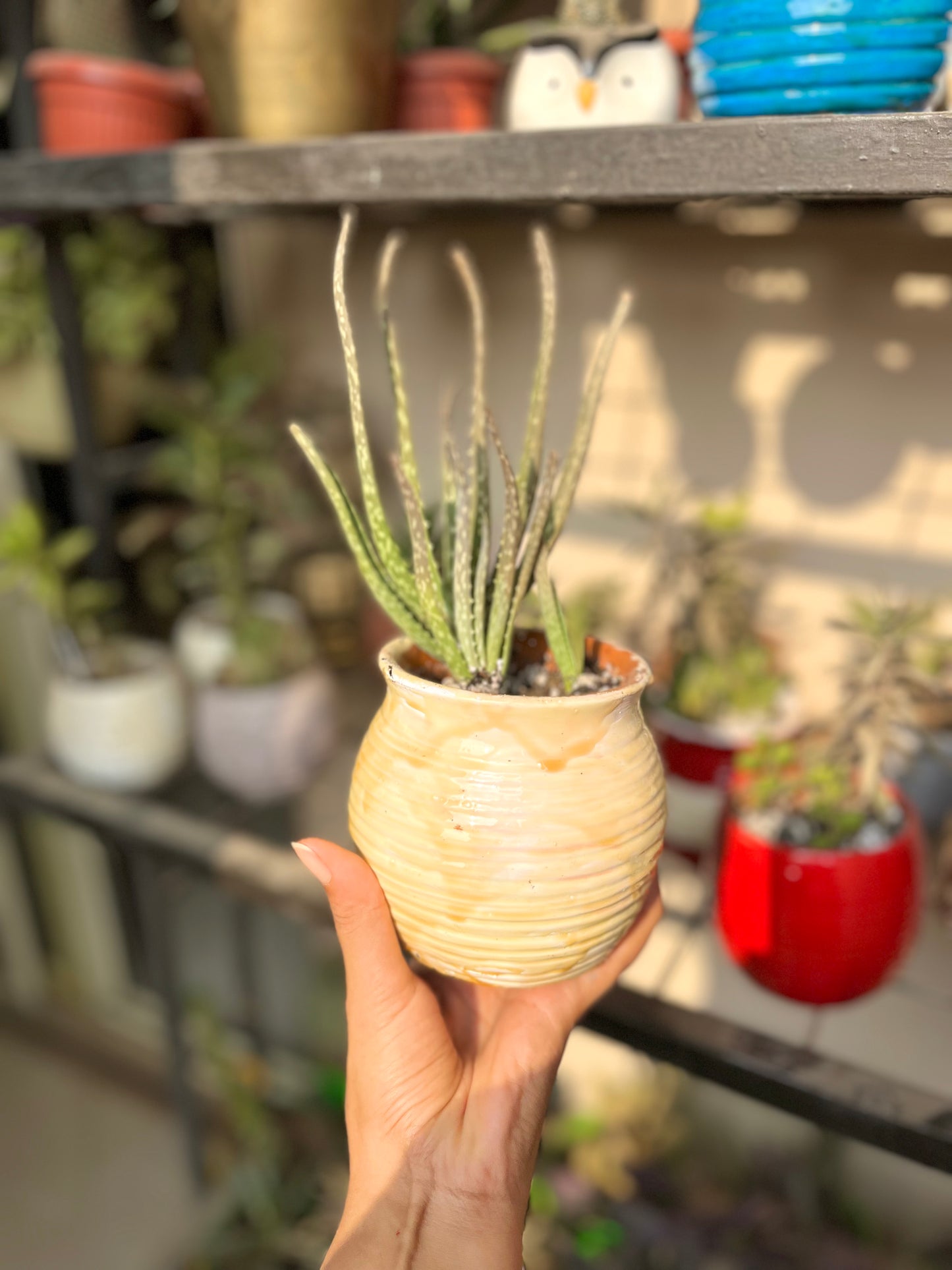 Plants Pots